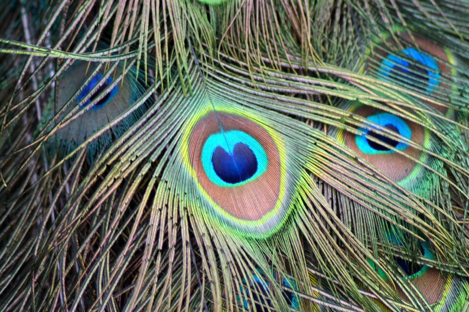 Green bird pattern
