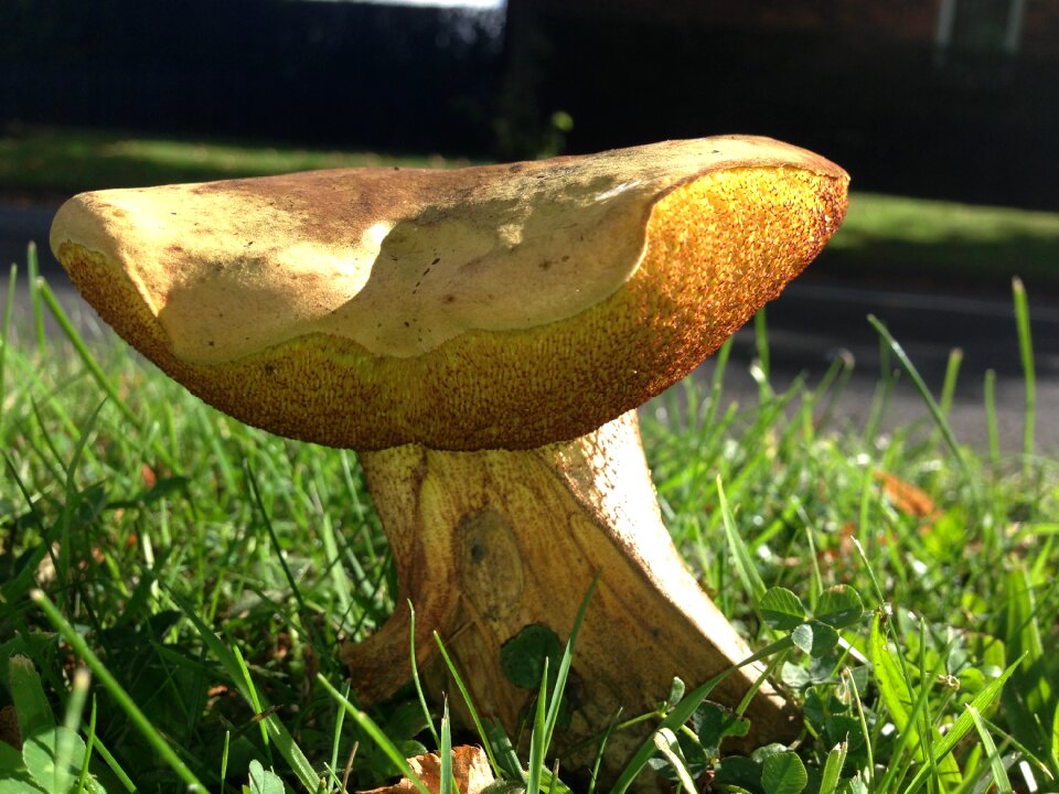 Fungus autumn