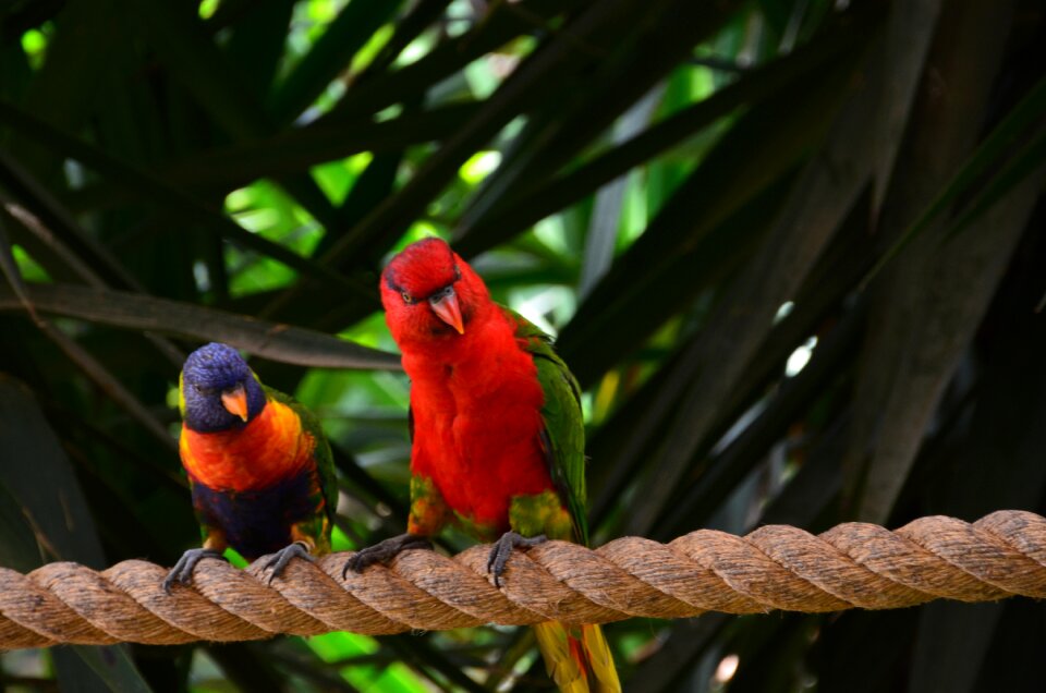 Parrot bird colorful