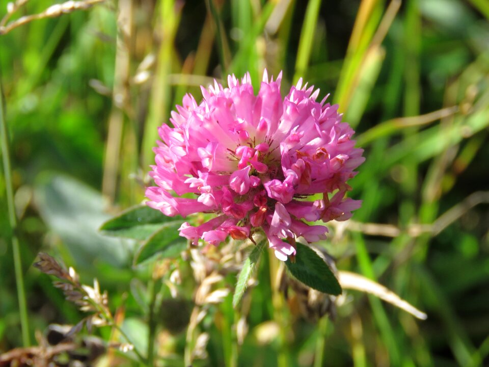 Flower nature wild