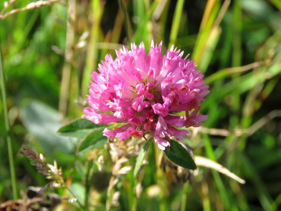 Flower nature wild photo