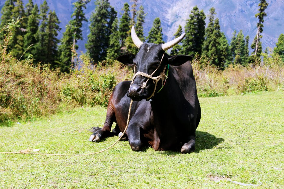 Black cow brown cow