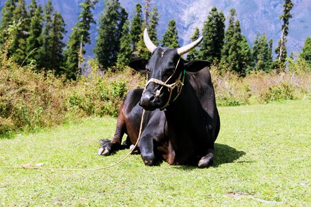 Black cow brown cow photo