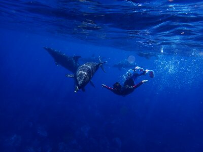 In water diving animal