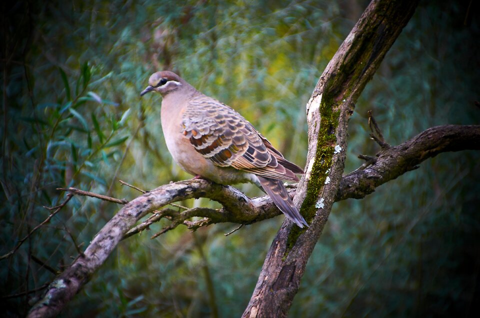 Wildlife wood pigeon