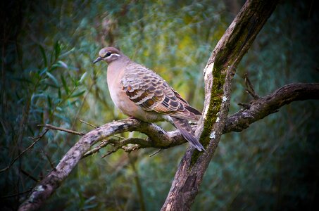Wildlife wood pigeon photo