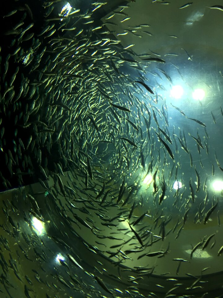Canada underwater aquatic