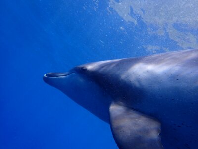 In water diving animal