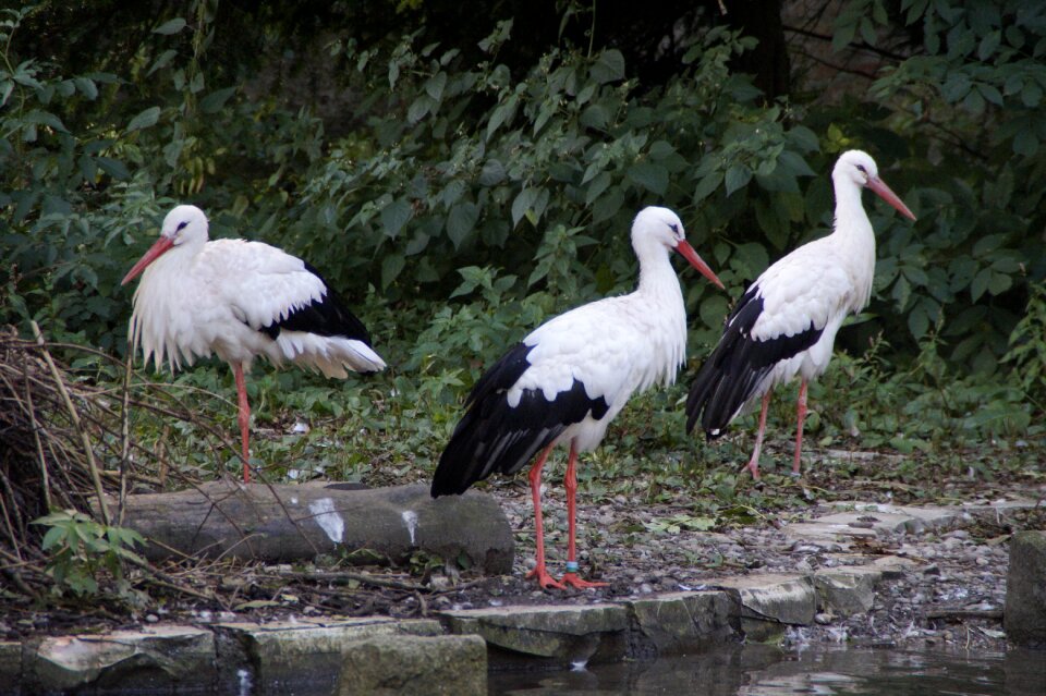 White stork birds white storks