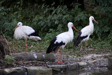 White stork birds white storks