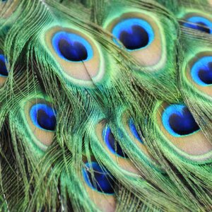 Feathers bird
