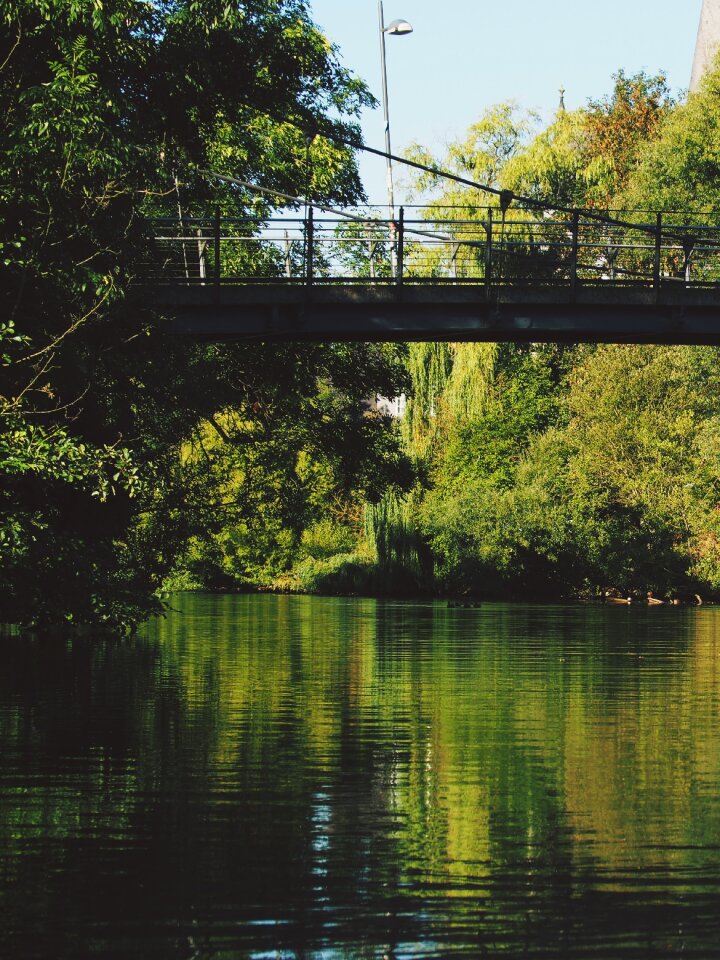 River hesse trees
