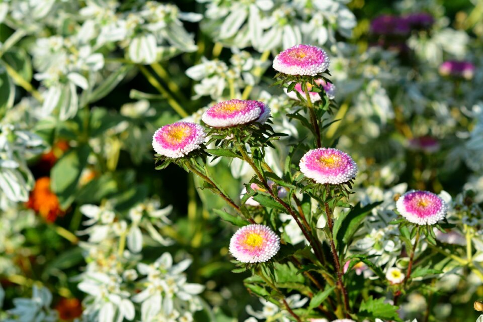 Nature garden pink