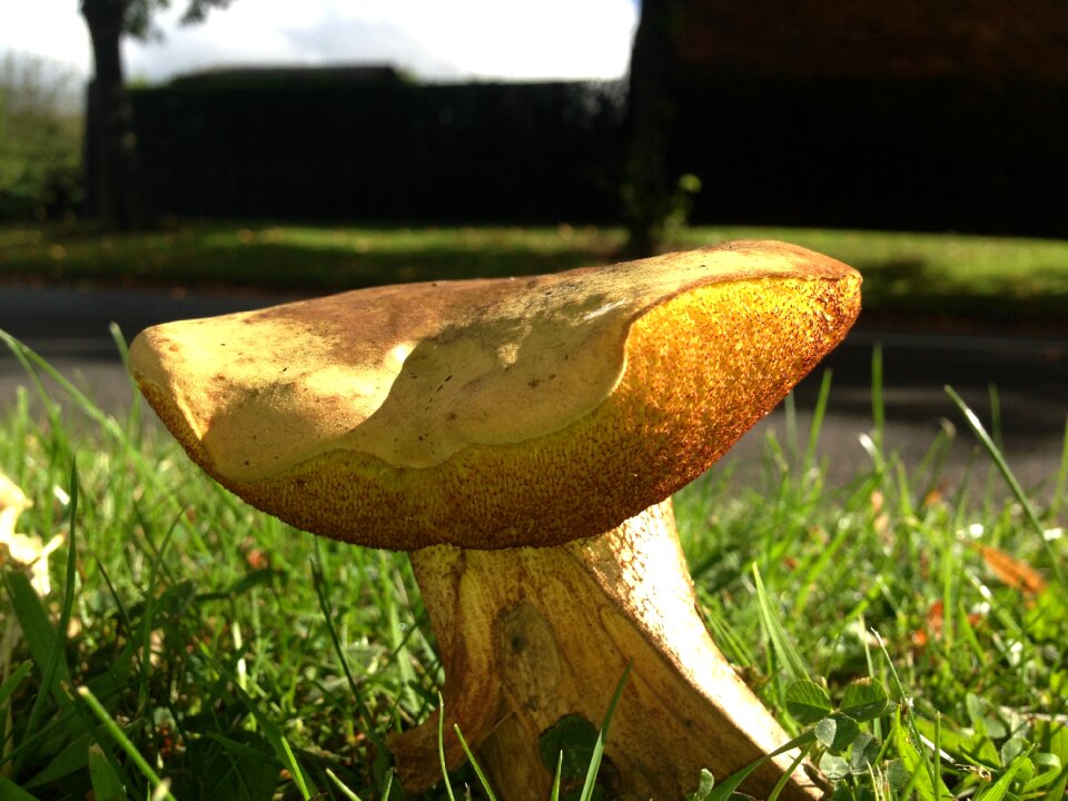 Fungus autumn