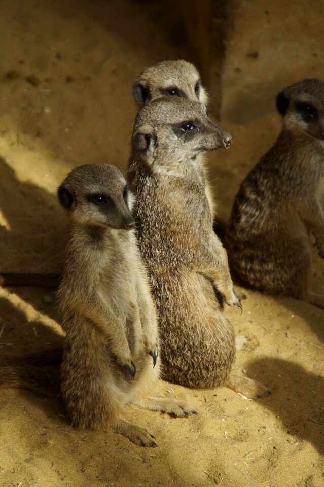 Cute zoo africa