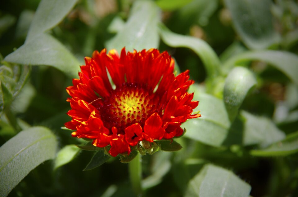 Bloom summer garden