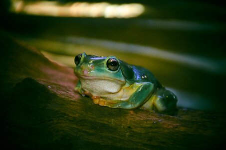 Amphibian nature wildlife
