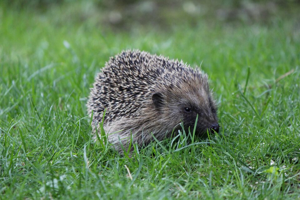 Prickly cute hibernation