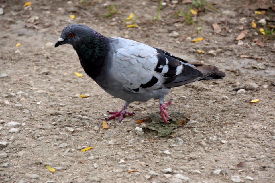 Bird animal nature