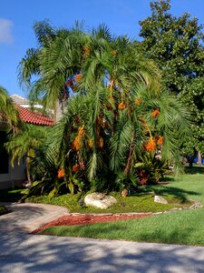 Street tree outdoors