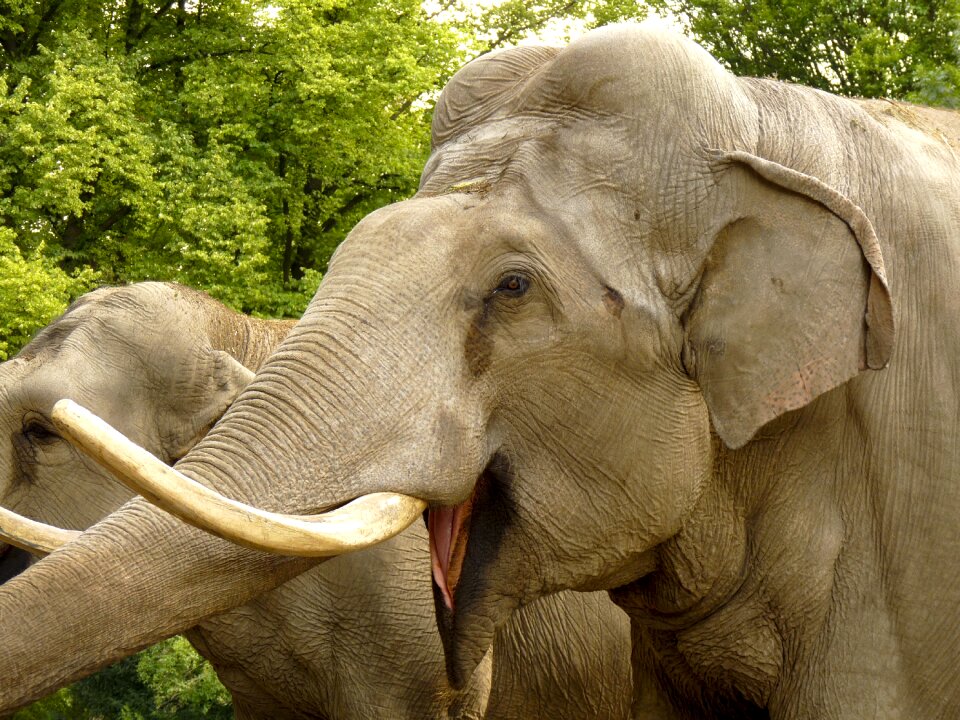 Proboscidea tusks mammals