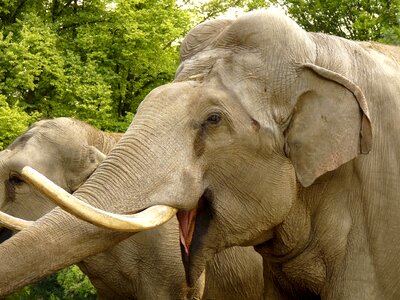 Proboscidea tusks mammals