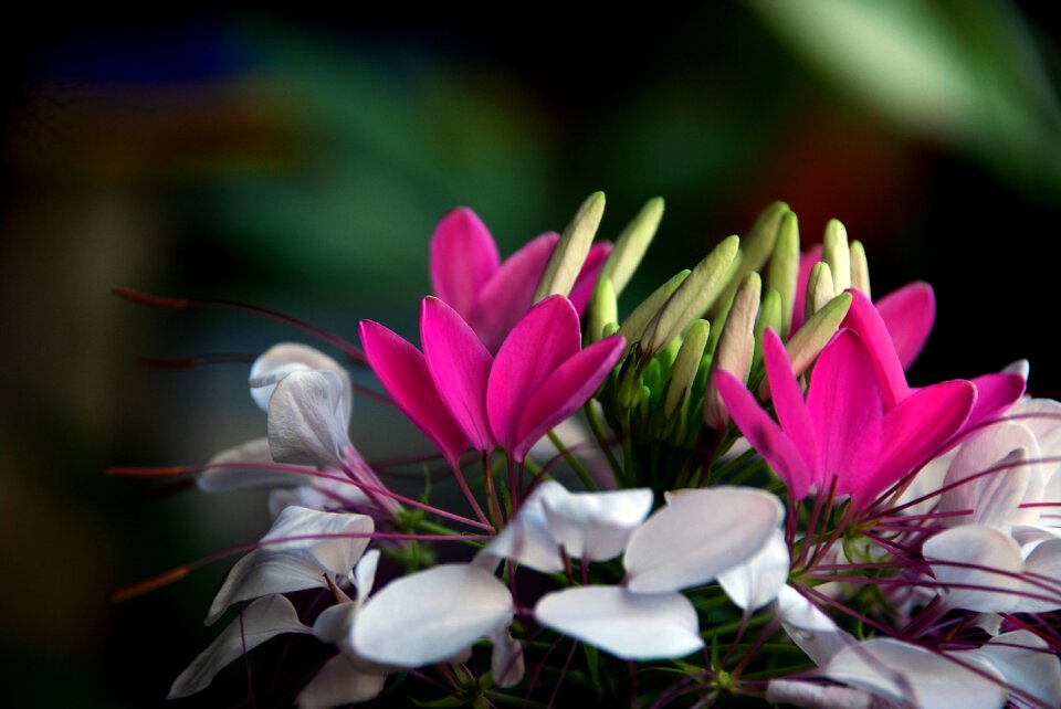 Flower drunk butterfly flower canton