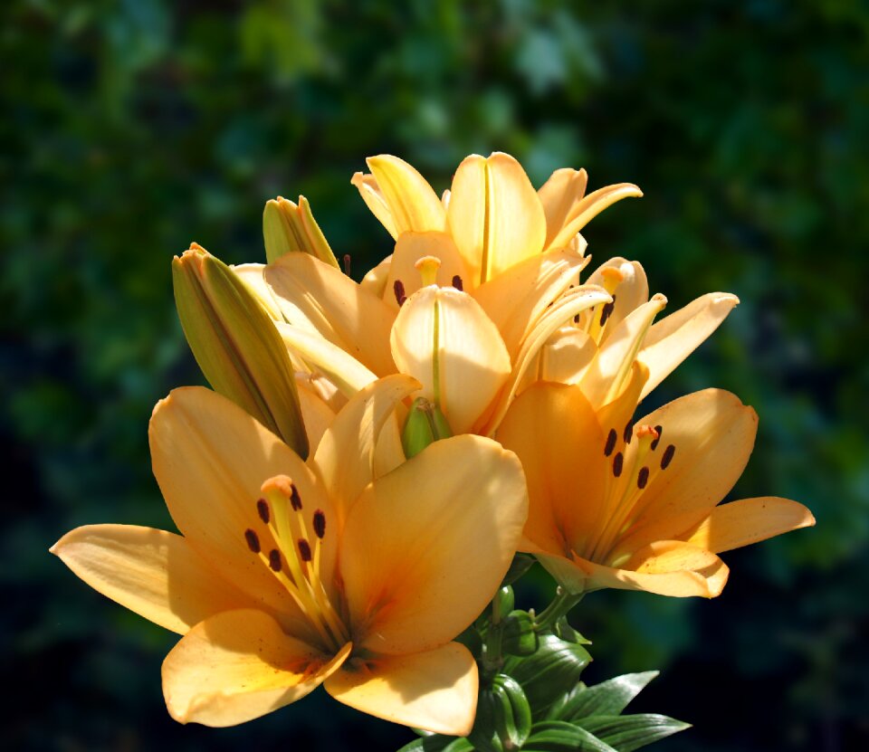 Orange blossom plant bloom photo