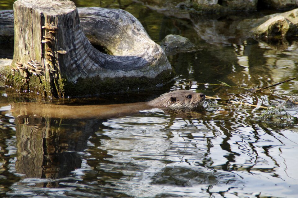 Wild animal water lake