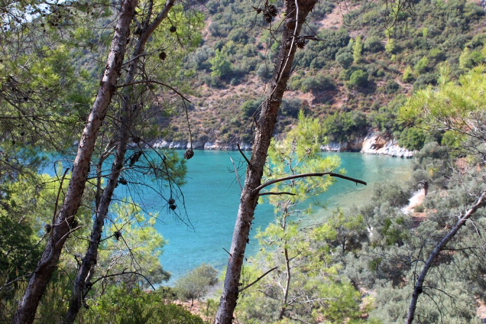 Nature forest marine