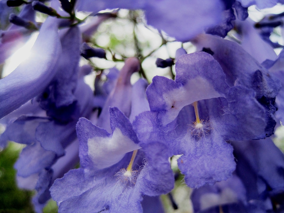 Flower blossom bloom