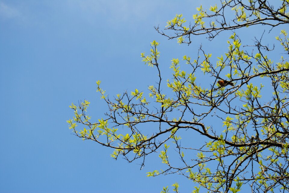 Bird summer green photo