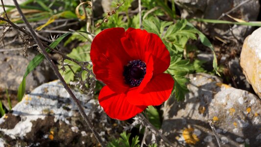 Rocks mountain plant