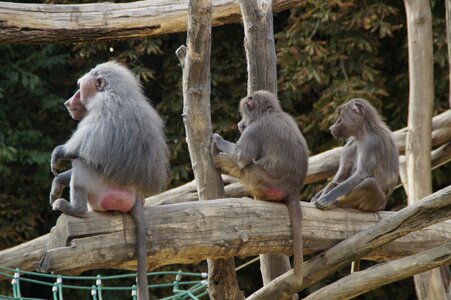 Monkey animal zoo photo