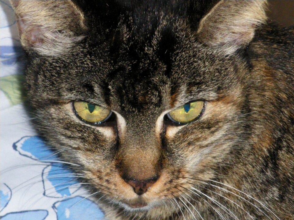 Feline pet domestic