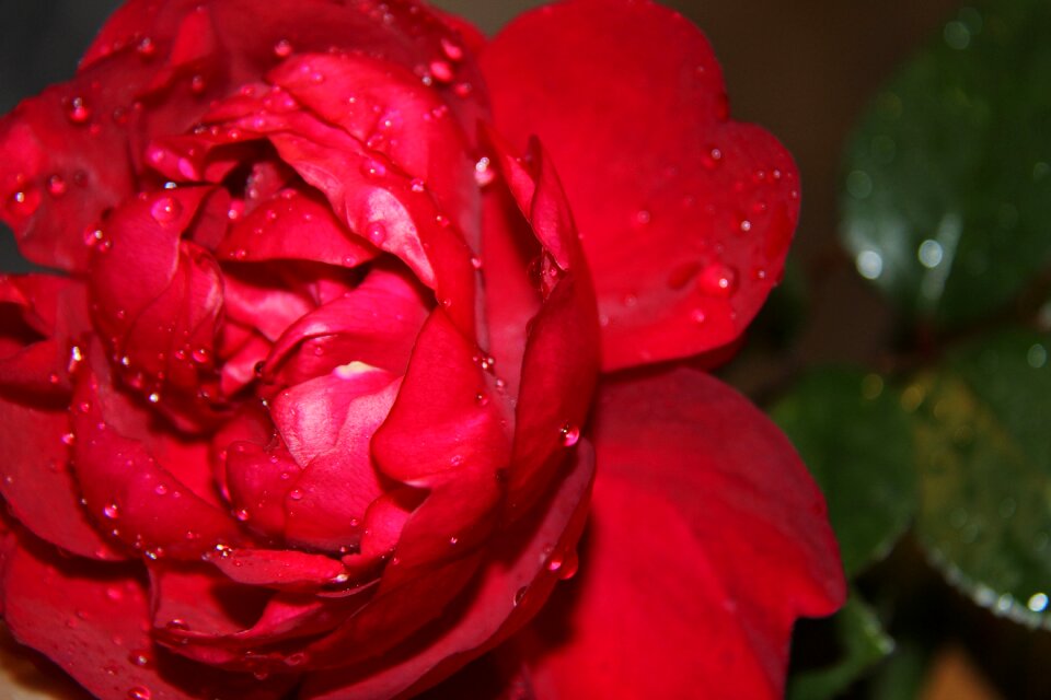 Flower red roses drop