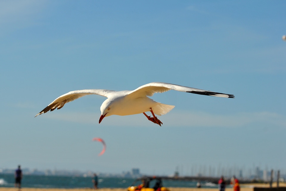 Flying wing winged