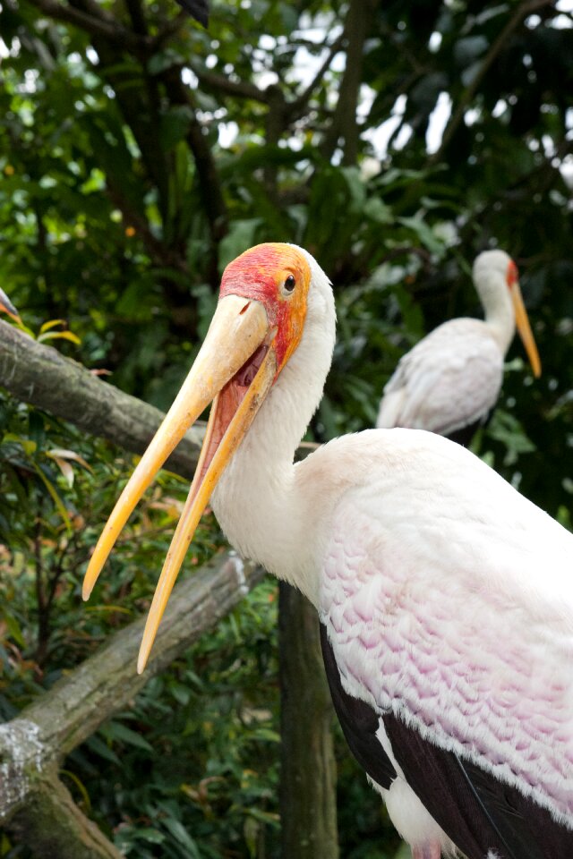 Kuala lumpur bird park malaysia animal photo