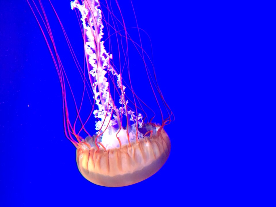 Aquarium fish