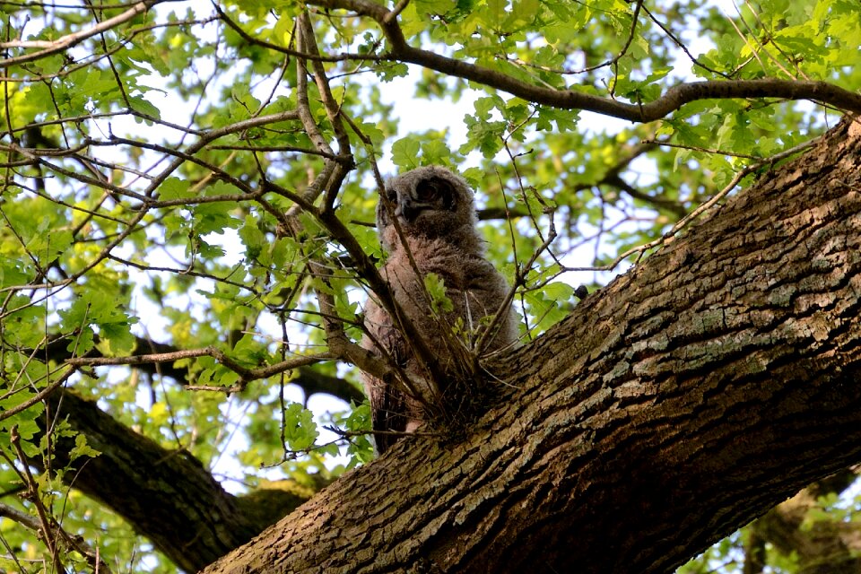Young bird nest bird