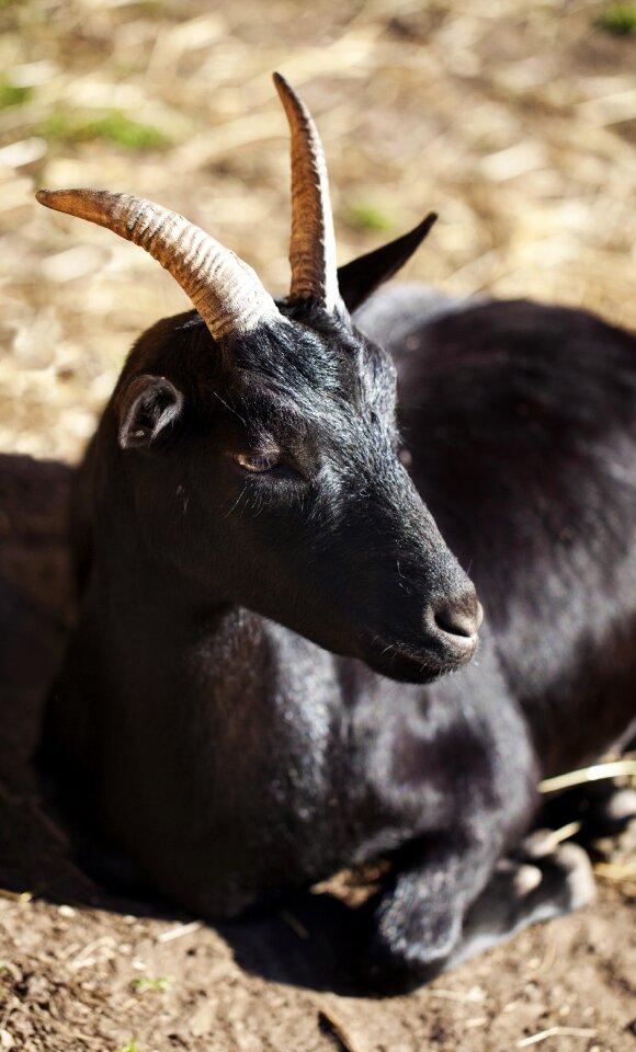 Horns antlers farmhouse