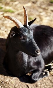Horns antlers farmhouse