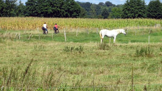 Idyllic bike horse