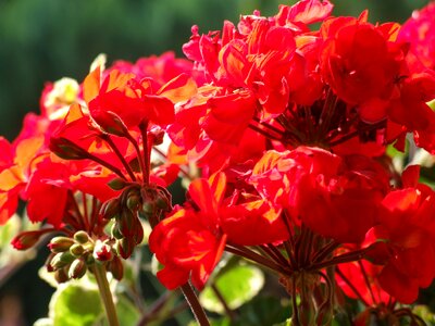 Flower geranium red flower