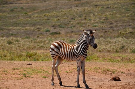 Zebra zebra baby mammal photo