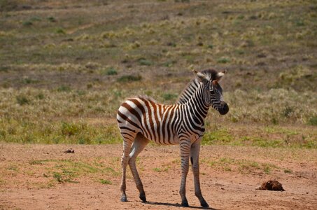 Zebra zebra baby mammal