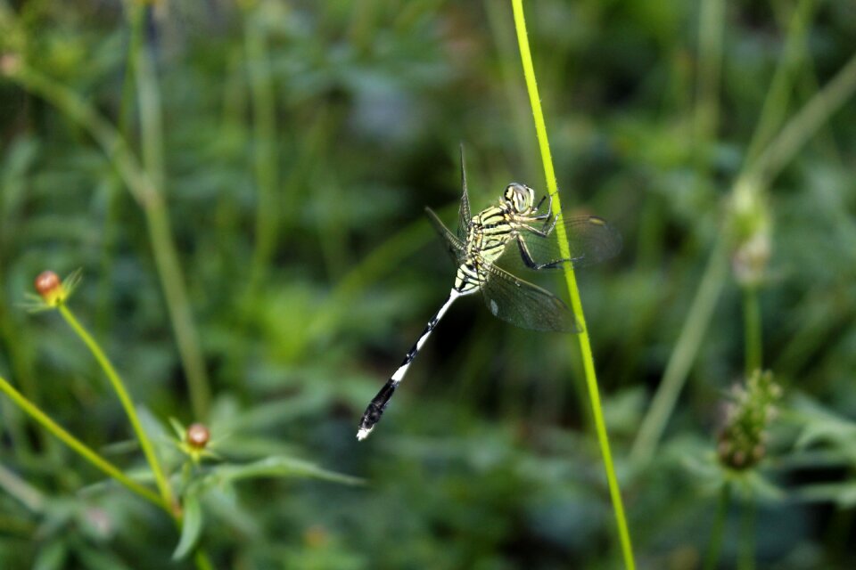 Insect animal