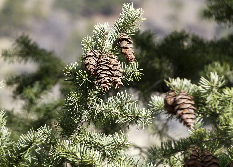 Season spring branch