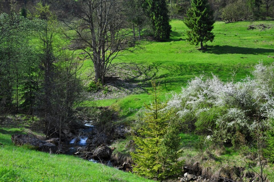 Meadow nature view
