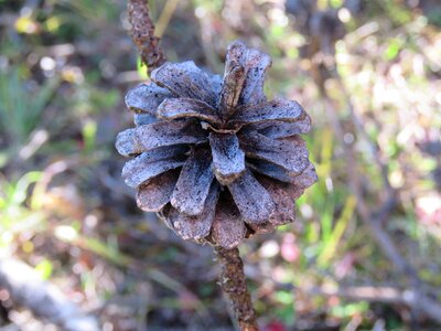 Branch forest conifer